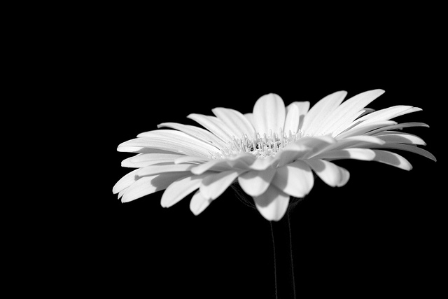 Black and White Flower