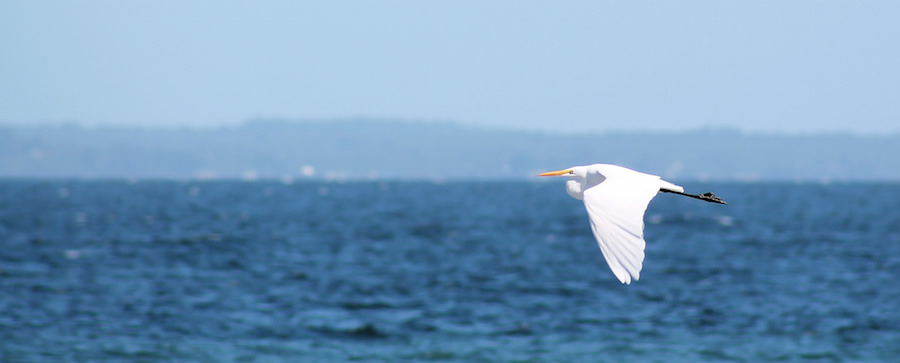 Bird Flying