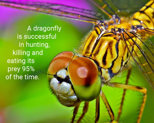 500x400_dragonfly_Image1